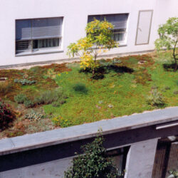 Dachbegrünung Dachbegrünung